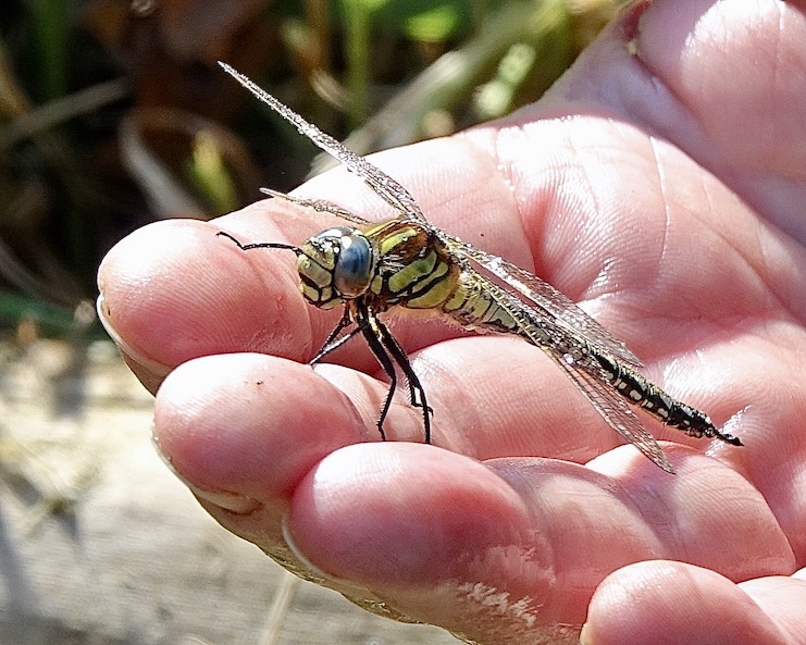 hairy dragonfly